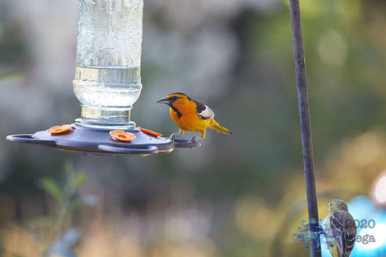 Bullock’s Oriole