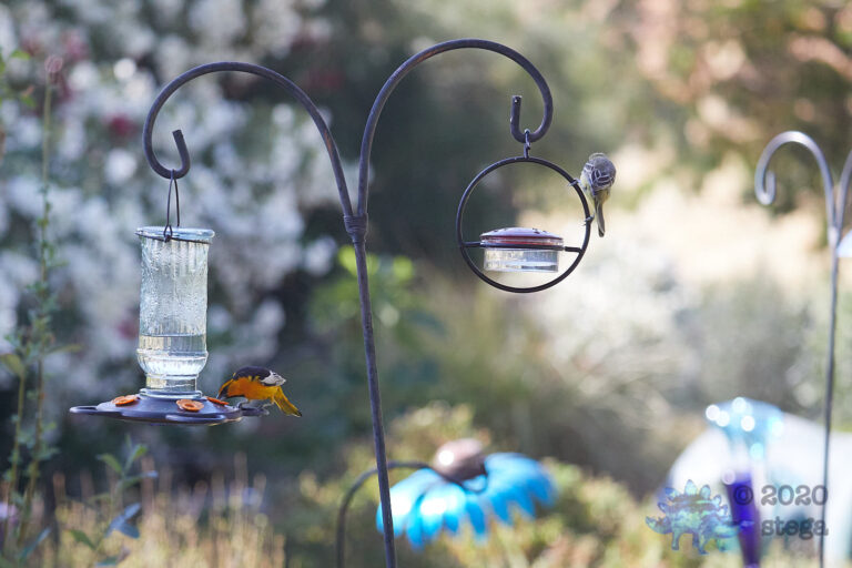 Bullock’s Orioles