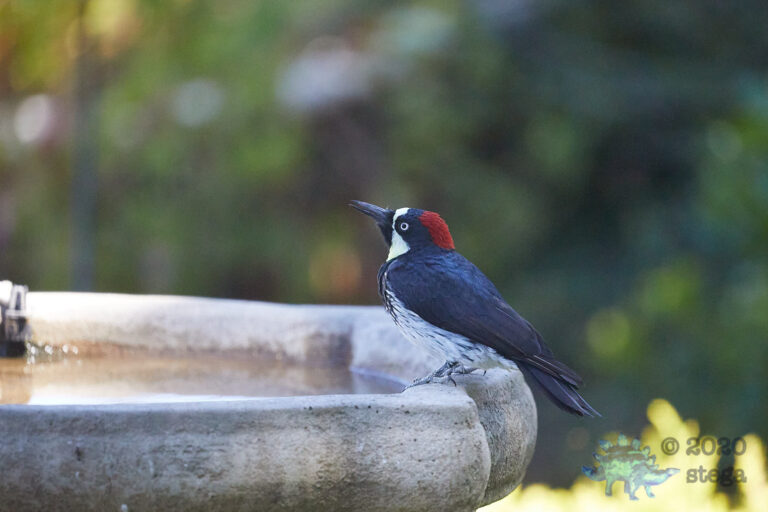 Acorn Woodpecker