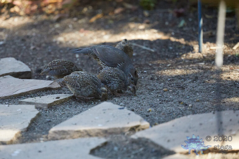 California Quail