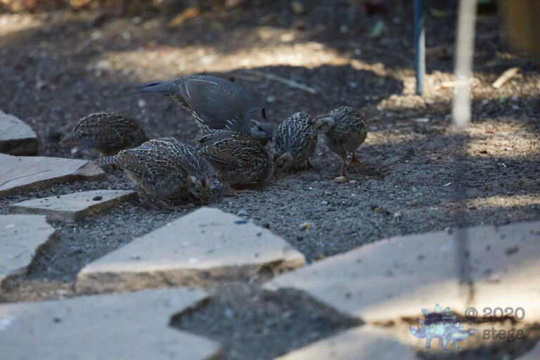 California Quail