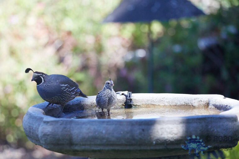 California Quail