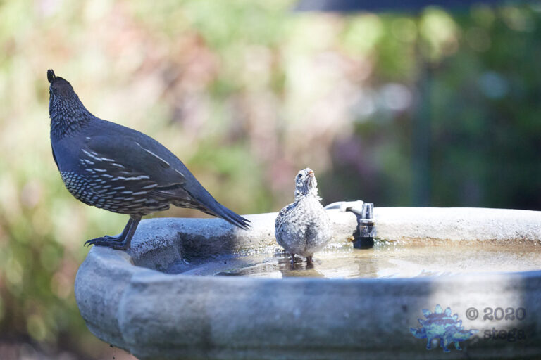 California Quail