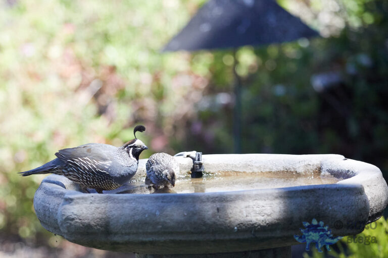 California Quail