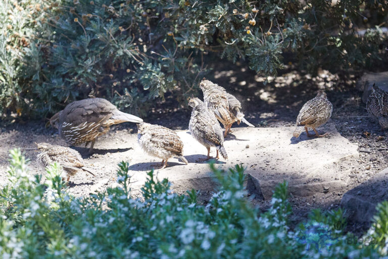 California Quail