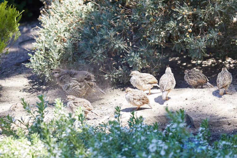 California Quail