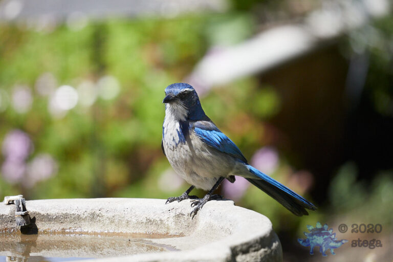 California Scrub Jay