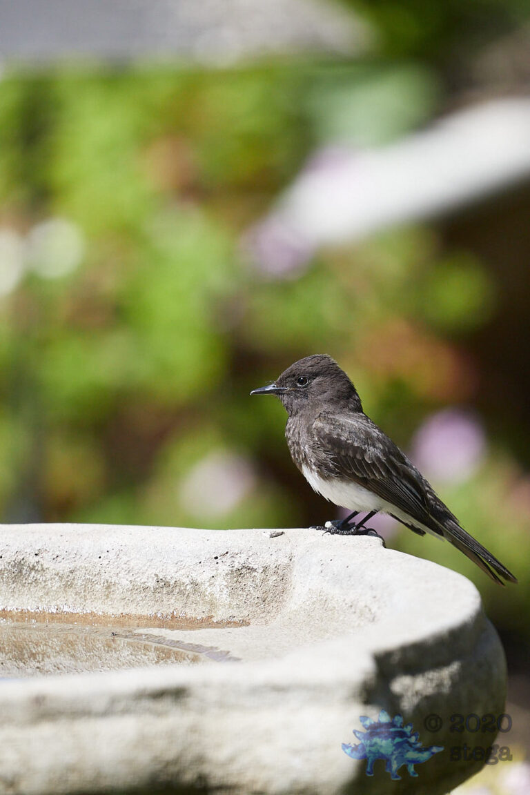 Black Phoebe