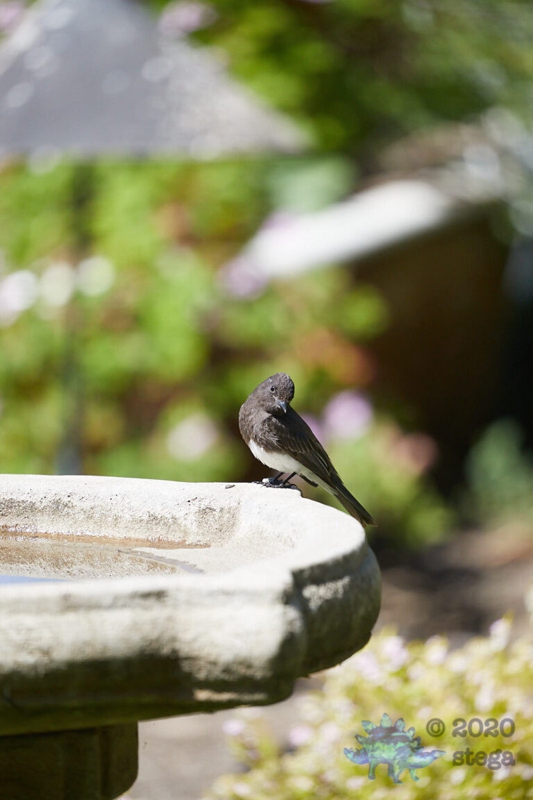 Black Phoebe