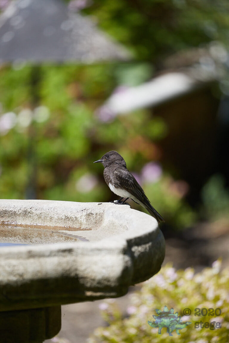 Black Phoebe
