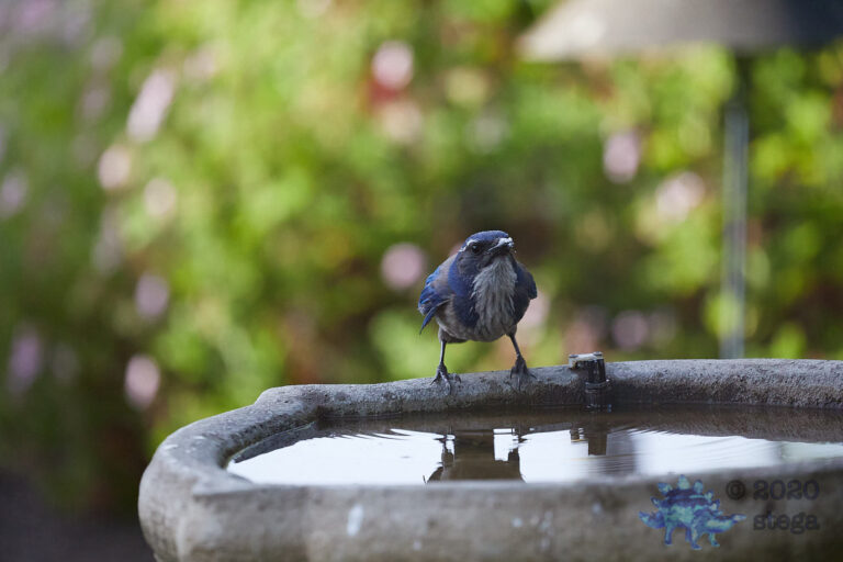 California Scrub Jay