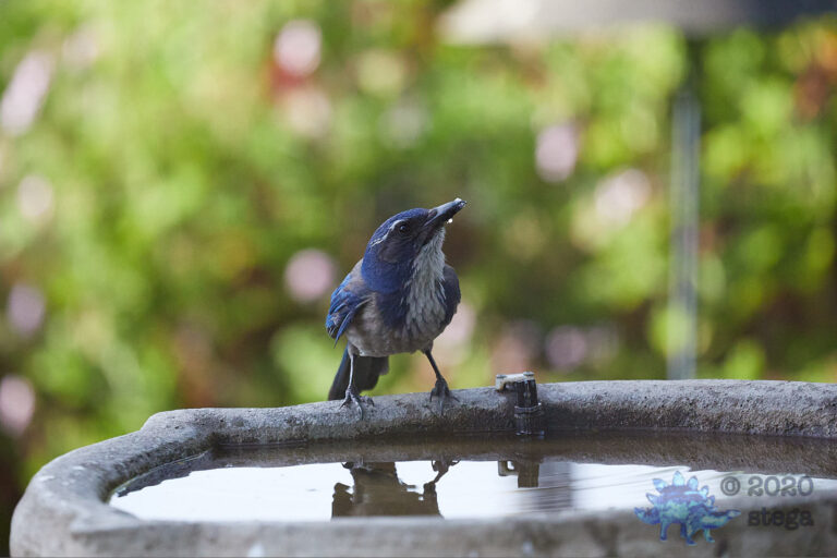 California Scrub Jay