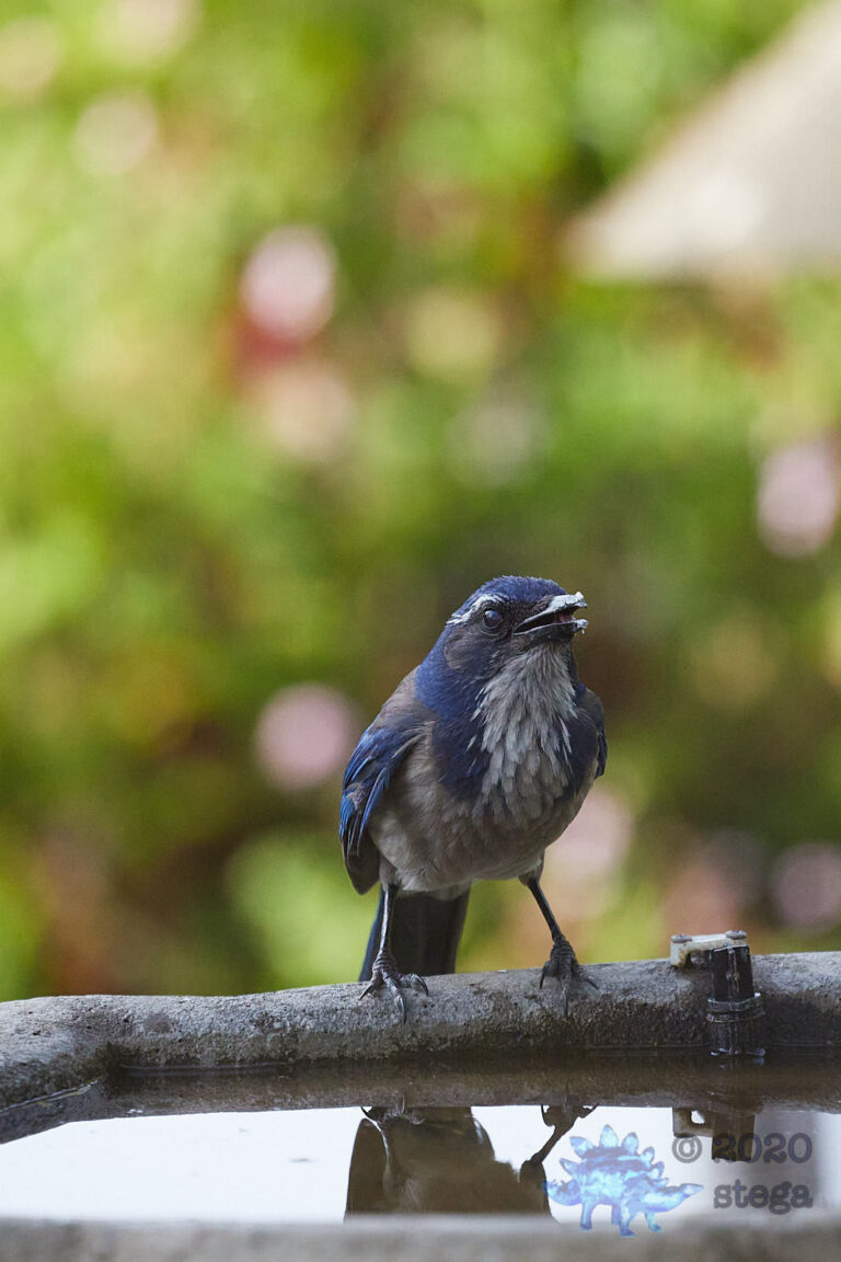 California Scrub Jay