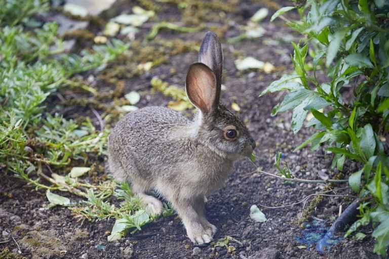 Wild Baby Hare