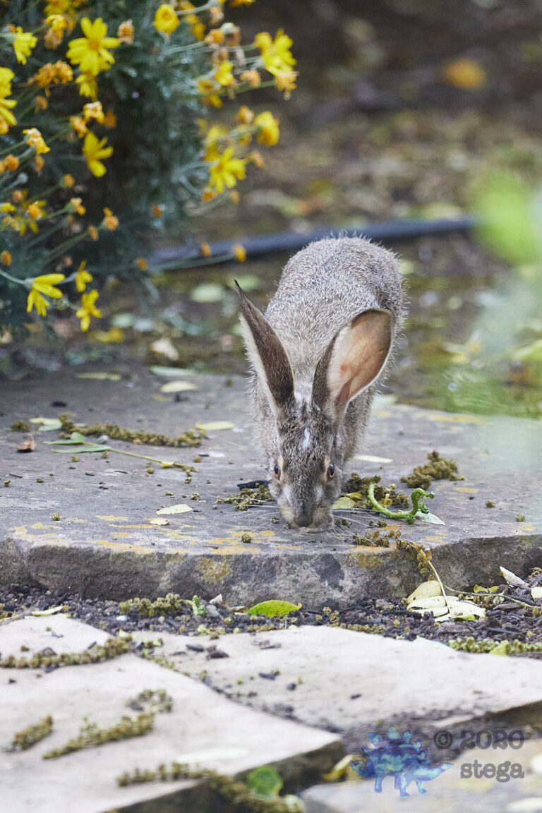 Wild Hare