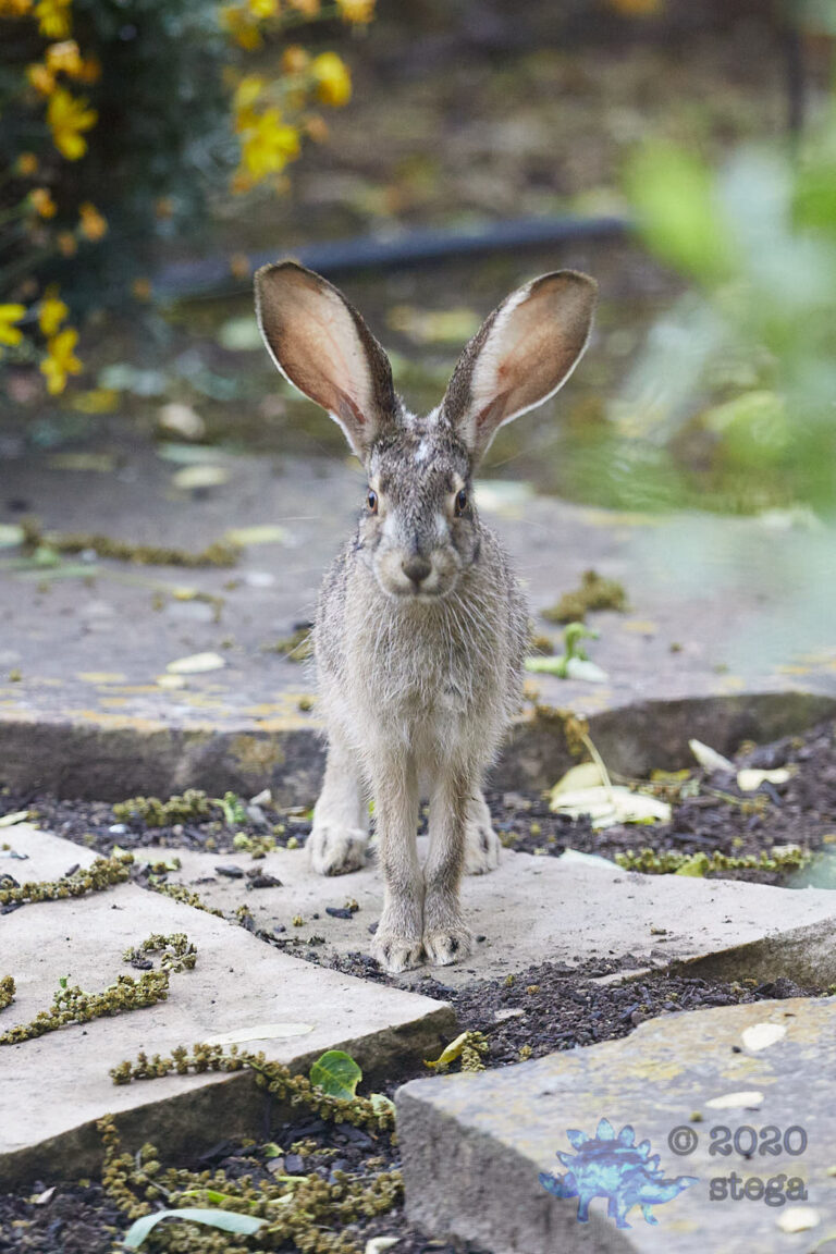 Young Western Hare
