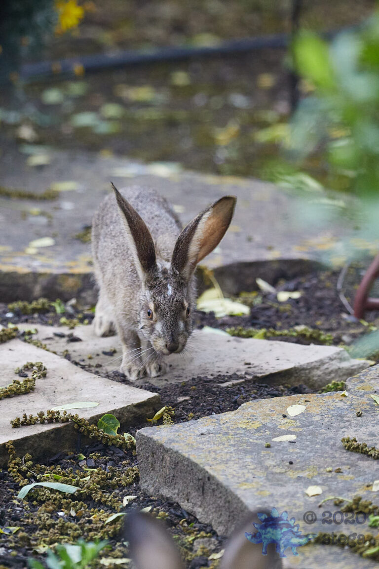 Young Hare