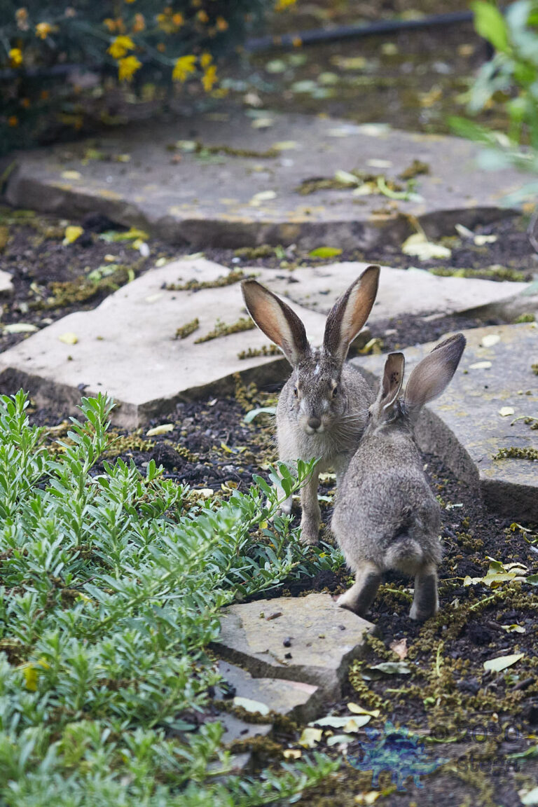Western Hares
