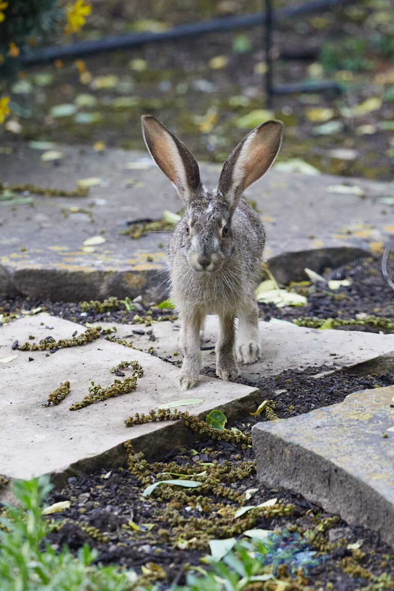 Young Western Hare