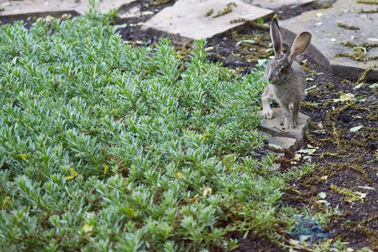 Young Hare