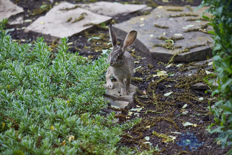 Young Hare