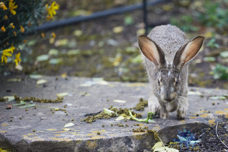 Western Hare