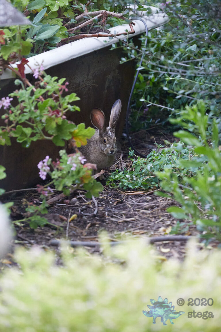 Baby Hare