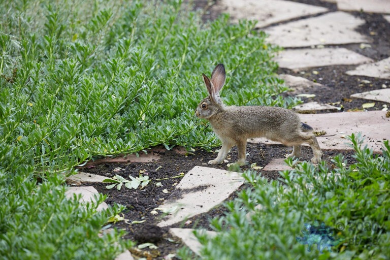 Baby Hare