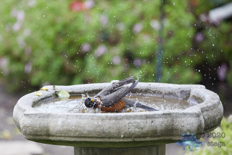 American Robin