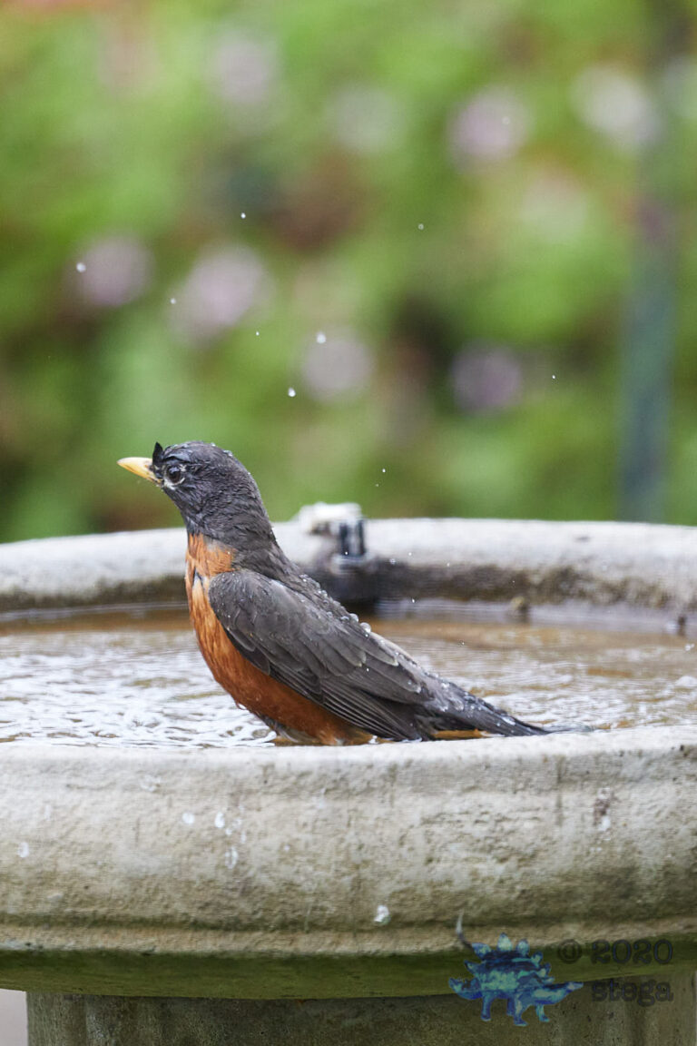 American Robin