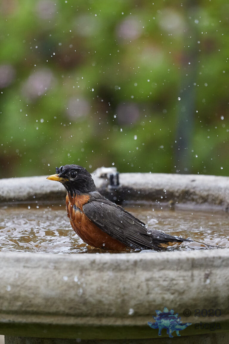 American Robin