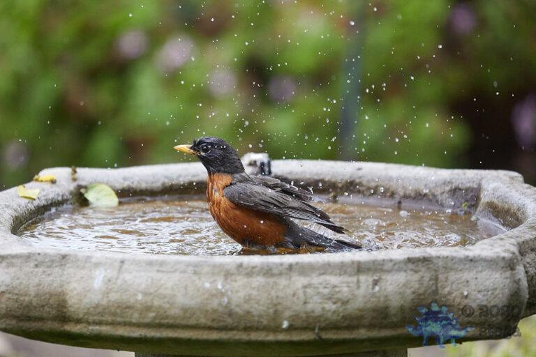 American Robin