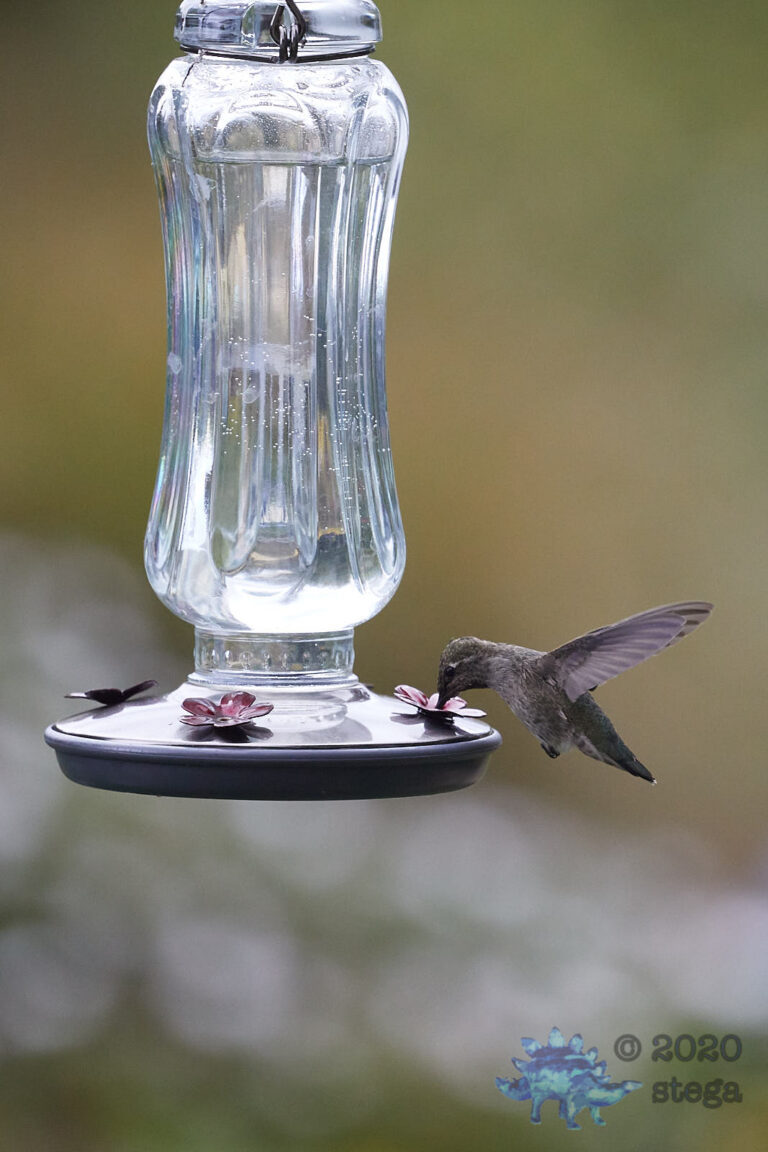 Anna’s Hummingbird