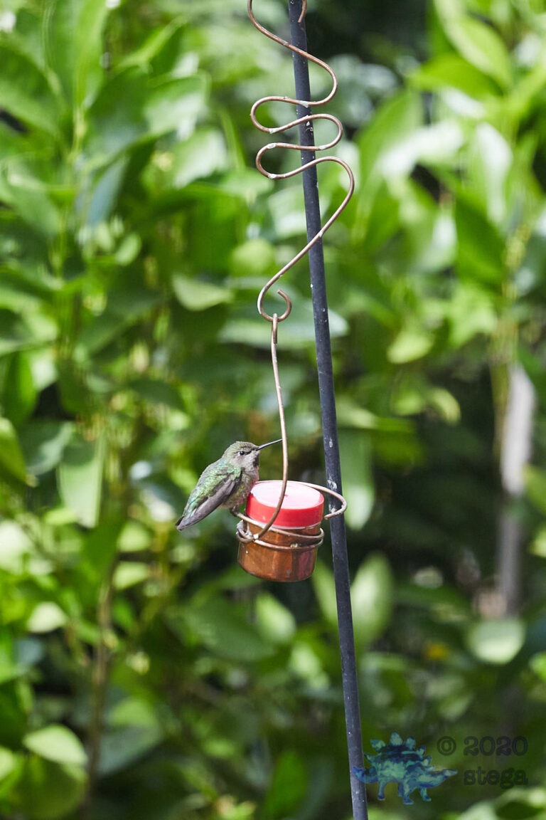 Anna’s Hummingbird