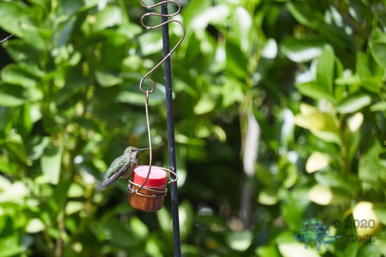 Anna’s Hummingbird