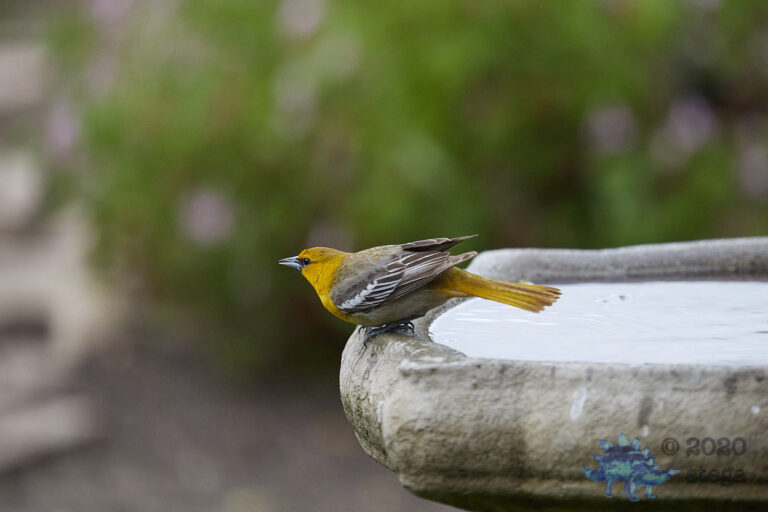 Bullock’s Oriole