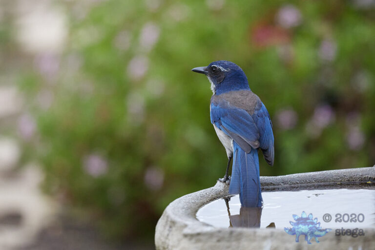 California Scrub Jay