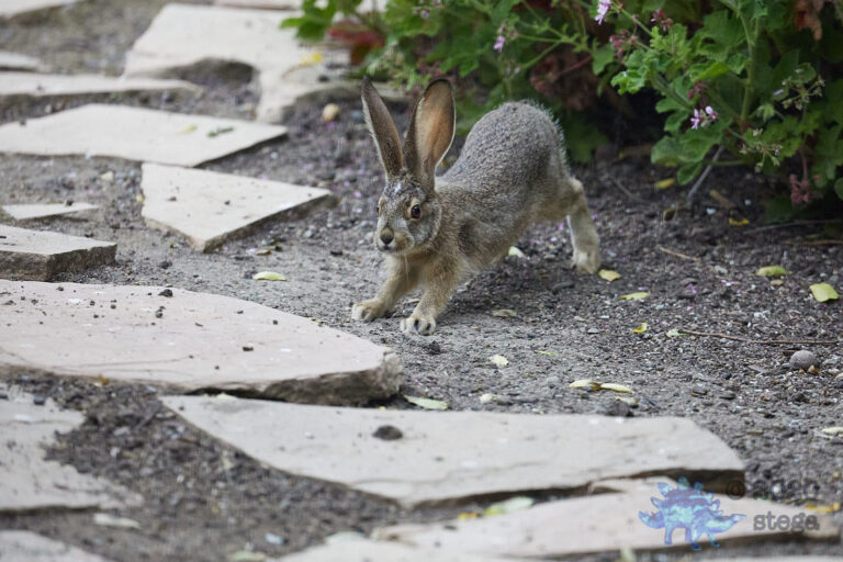 Young Hare