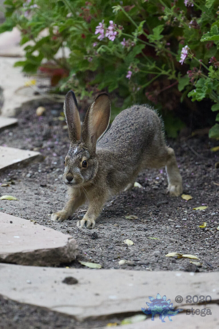 Baby Hare