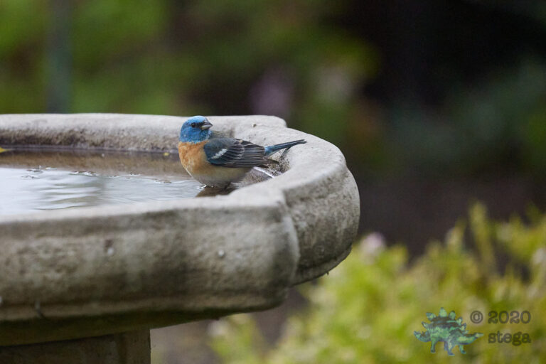 Lazuli Bunting