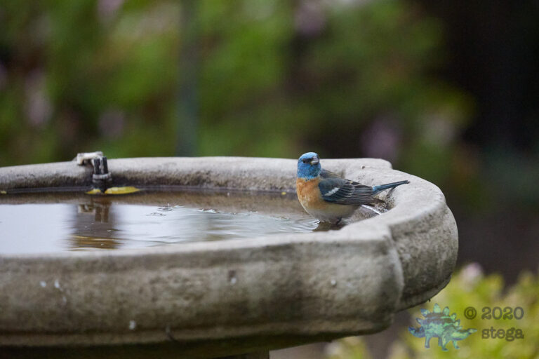Lazuli Bunting