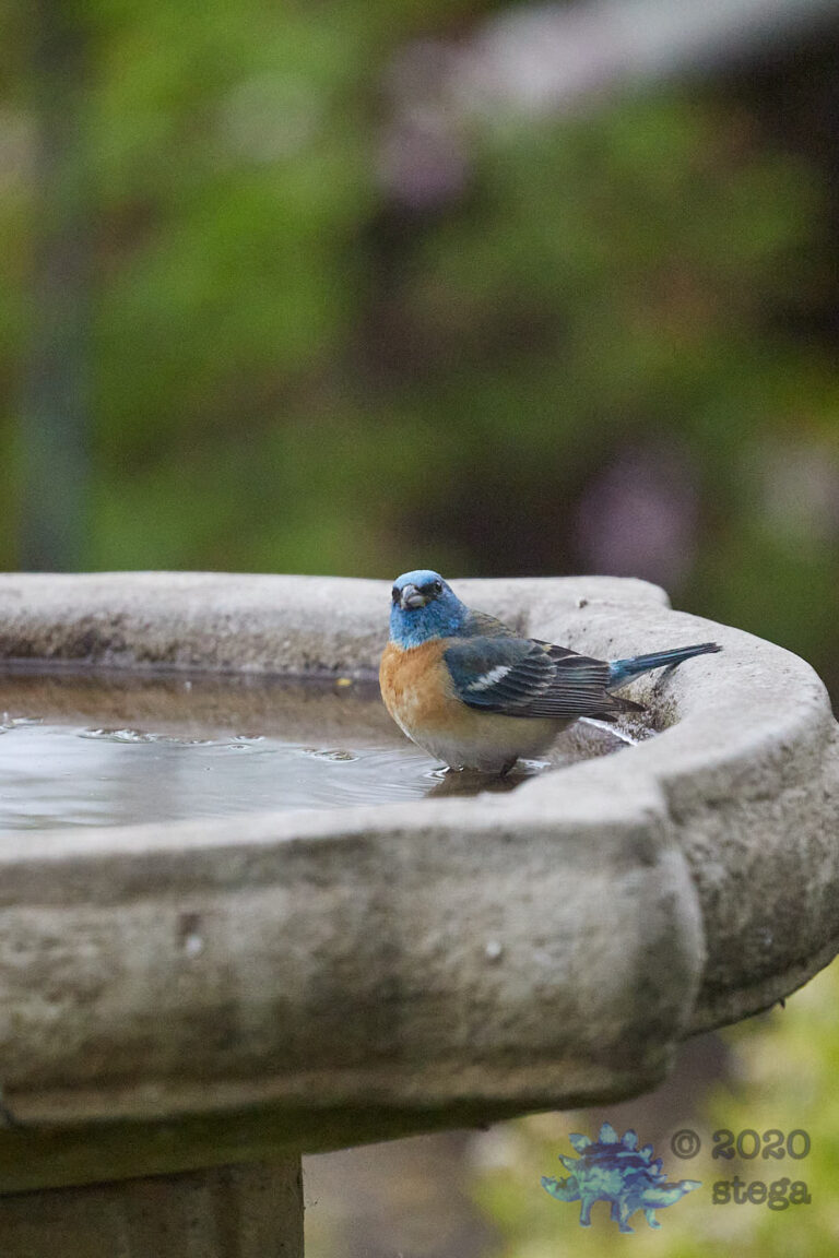 Lazuli Bunting