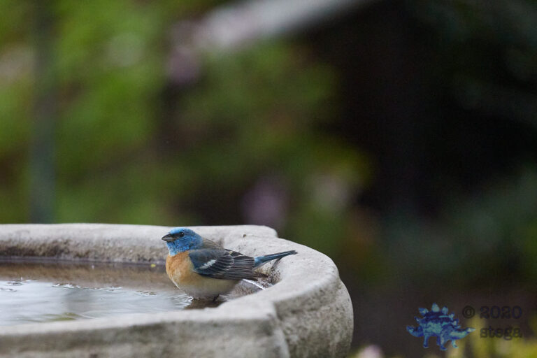 Lazuli Bunting
