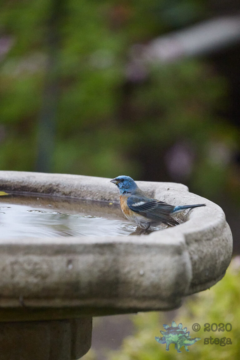 Lazuli Bunting