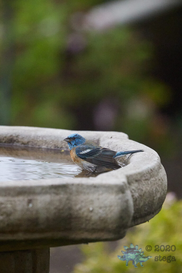 Lazuli Bunting