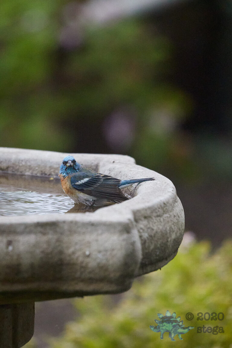 Lazuli Bunting