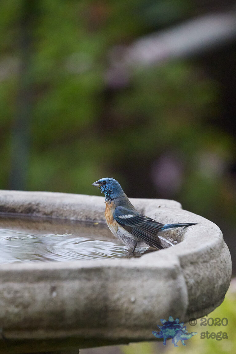 Lazuli Bunting
