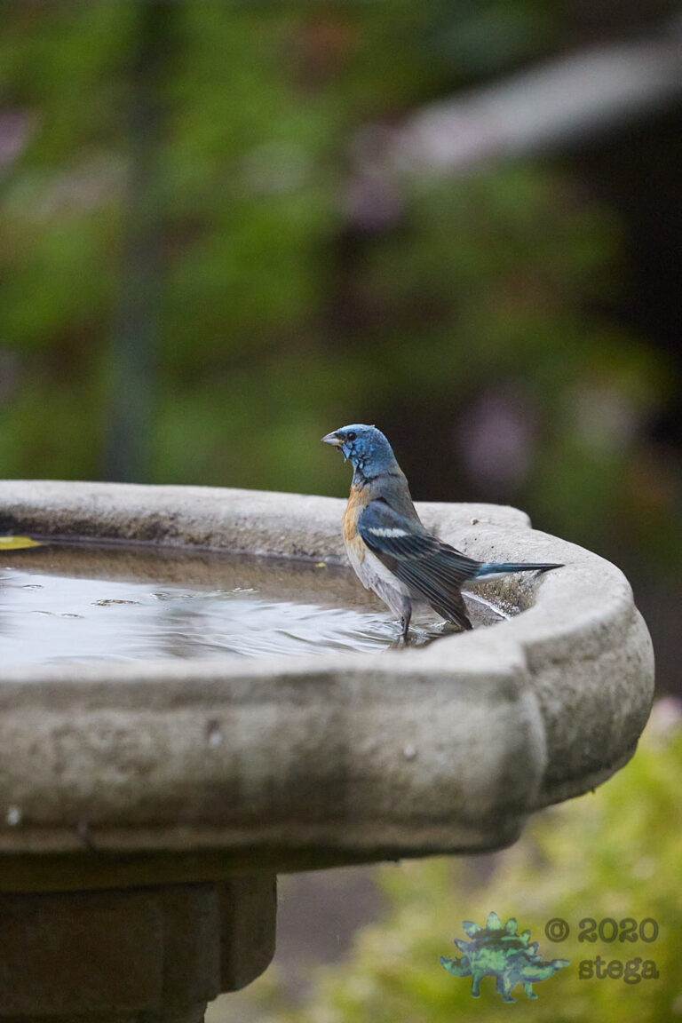 Lazuli Bunting