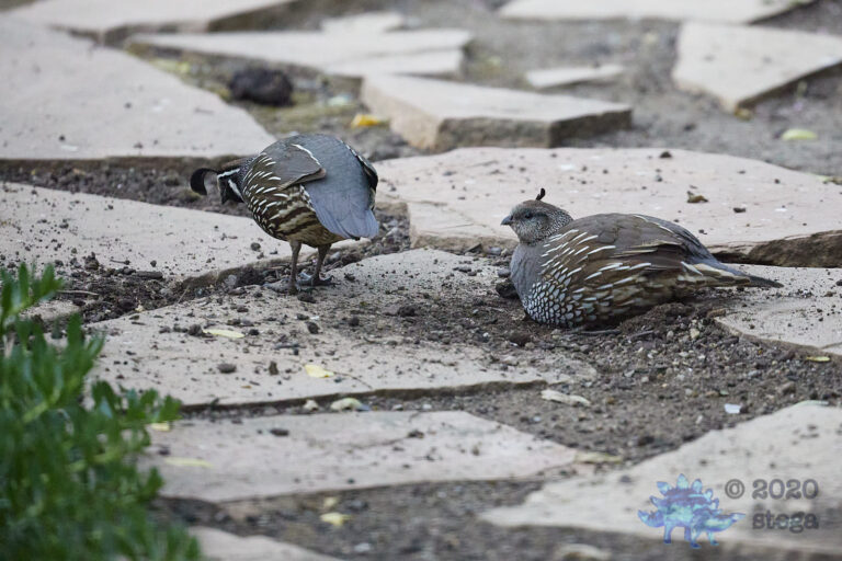 California Quail