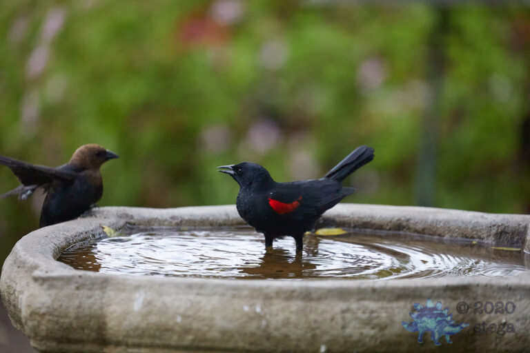 Red-winged Blackbird